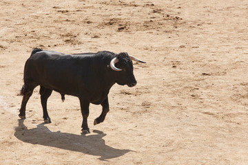 Fighting bull in the arena. Bullring. Toro bravo. Spain