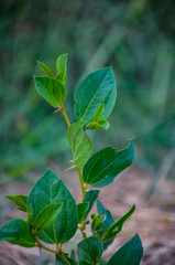 green plant in the garden