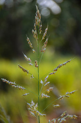 grass on green background