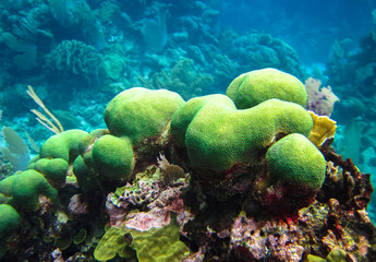 Naklejka na ściany i meble A colony of green coral grows on the reefs of Tobacco Caye, Belize.