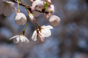 満開の桜のクローズアップ