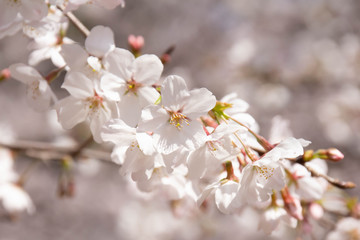 満開の桜のクローズアップ