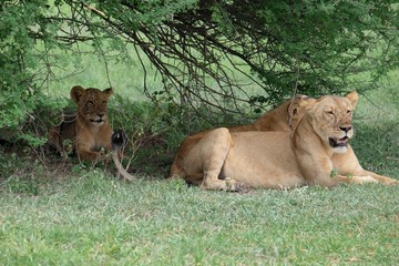 Obraz premium leonessa + baby