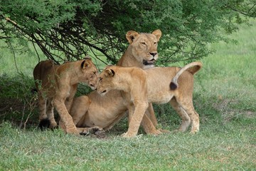Naklejka premium leonessa + baby