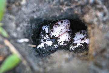 A nest of reptile eggs on the beach lays partially exposed.