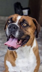 Fototapeta premium cachorro dog boxer