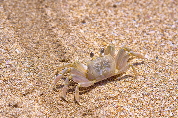 Sand crab on the beach. Bali, Indonesia.