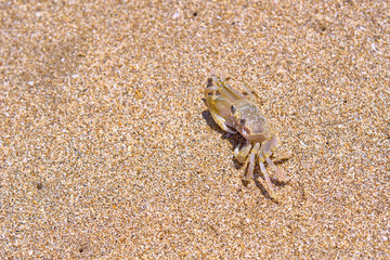 Sand crab on the beach. Bali, Indonesia.