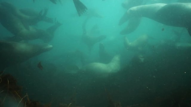 Females seals underwater of Sea of Okhotsk.