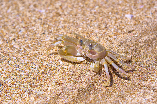 Sand crab on the beach. Bali, Indonesia.