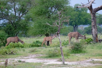 kudu