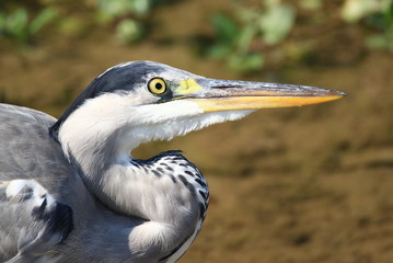 Grey heron closeup 