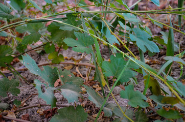 green leaf on the forest 