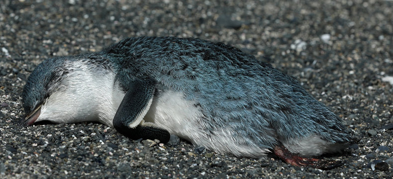 Toter Pinguin blauer Zwergpinguin in Neuseeland