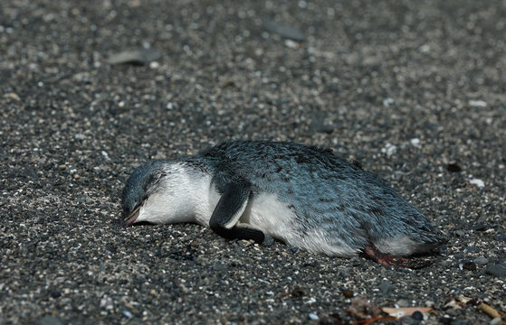 Toter Pinguin blauer Zwergpinguin in Neuseeland