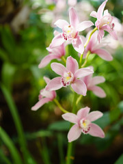 Pink orchid on green leaves sunny background