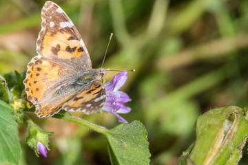 Isolated macro of a monarch butterfly in the wild- Israel