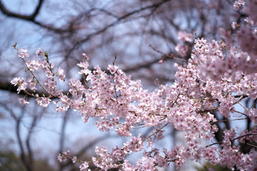 春・満開の桜木