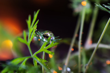 Young leaves of dill in water drops closeup. Bright summer macro photo. The image is suitable for various topics related to plant growing, healthy nutrition, gardening, and vegetarianism.