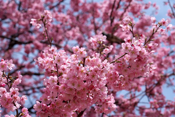 春・満開の桜木