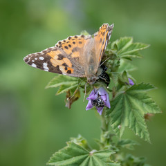 Isolated macro of a monarch butterfly in the wild- Israel