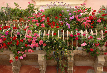 Pelargonium flowers in pink red and violet on a beautiful Mediterranean balcony.