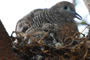 bird of prey