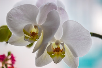 Obraz na płótnie Canvas Delicate Orchid flower