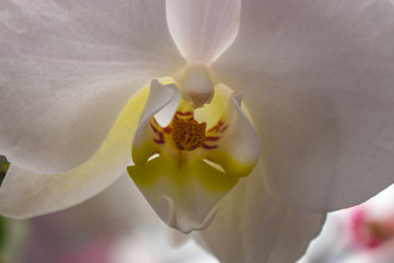 Delicate Orchid flower