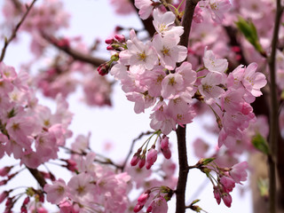 Fototapeta na wymiar 春・満開の桜木