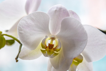 Naklejka na ściany i meble Delicate Orchid flower