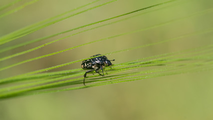 Isolated macro of a single black beetle in the wild- Israel