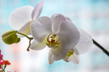 Delicate Orchid flower