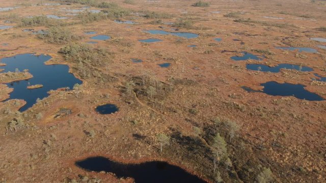 Aerial view of bog with small pine trees and ponds in Pilka bog, Latvia