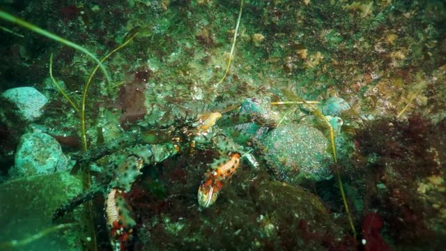 Spiny brown king crab (Paralithodes brevipess) underwater in sea.