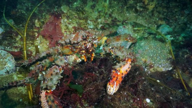 Spiny king crab Paralithodes brevipess underwater in Sea of Okhotsk.
