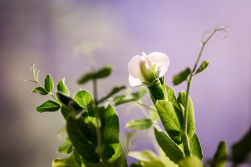 Green Pea plant with white flower on the window