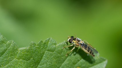 Isolated young bee macro close up in the wild- Israel