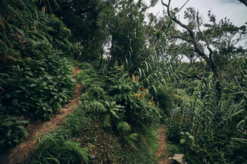 Wanderweg im Urwald auf den Azoren.