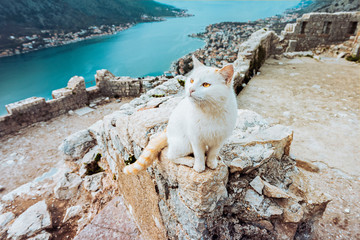 Fototapeta premium The cat sits on a high stone wall overlooking the city