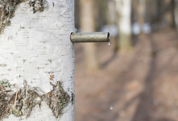 Collecting birch sap in the forest