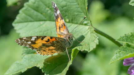 Isolated macro of a monarch butterfly in the wild- Israel