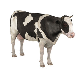 Cow Isolated