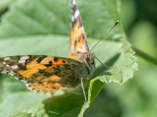 Isolated macro of a monarch butterfly in the wild- Israel