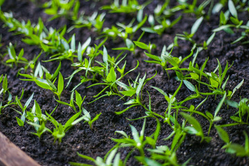 Bulgarian pepper seedlings