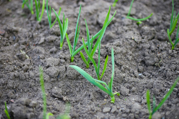 Close up of rows of sown onions plants growing in the clay soil of a horticulturist. It's a sunny day in the spring season.