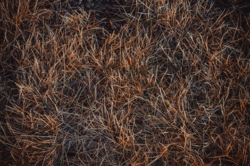 dry grass as background and texture for decoration