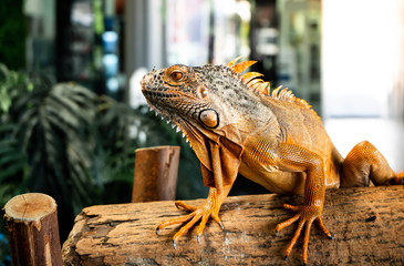 Iguana iguana on wood