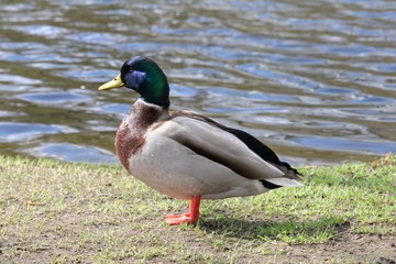mallard duck
