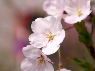 春・満開の桜木と花のクローズアップ